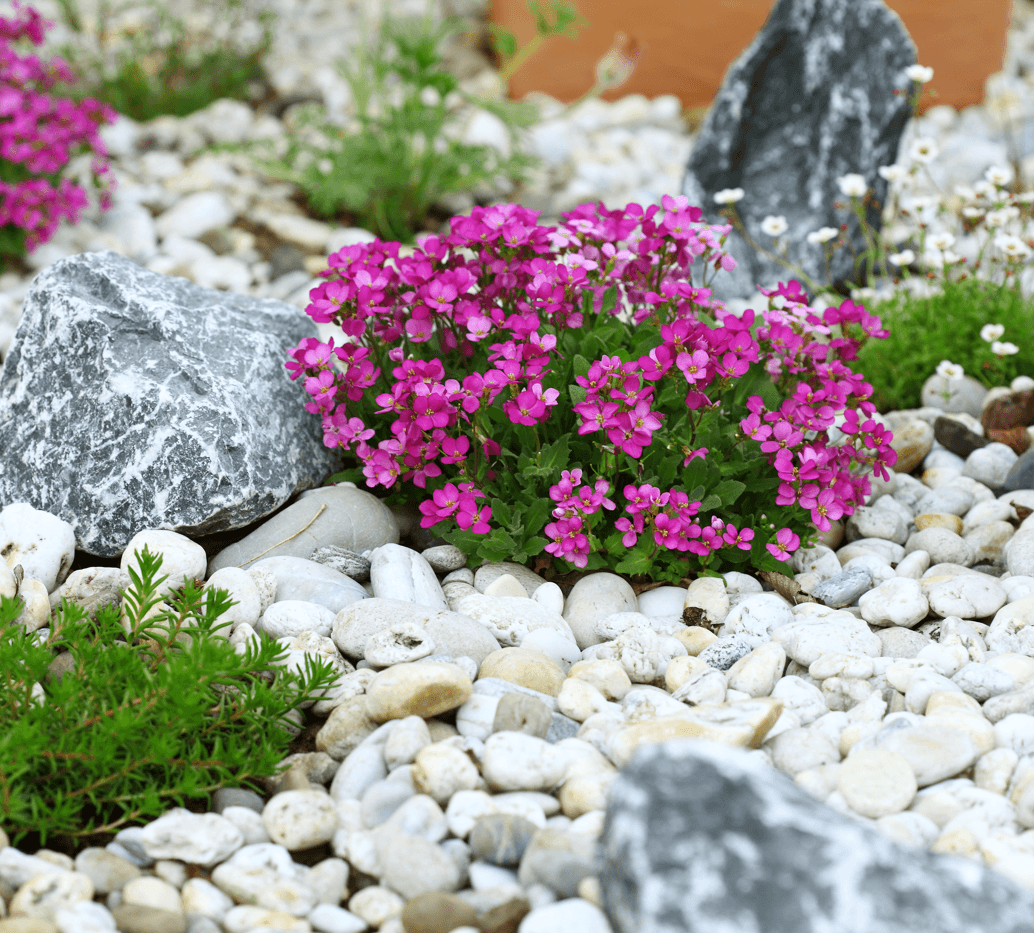 advice-low-maintenance-landscaping-flowers-image