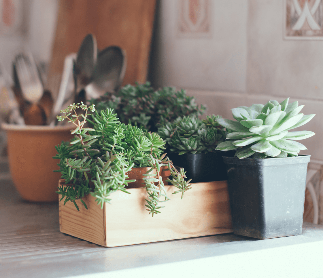 It's in the Details Accessories for Your Kitchen Succulents Image
