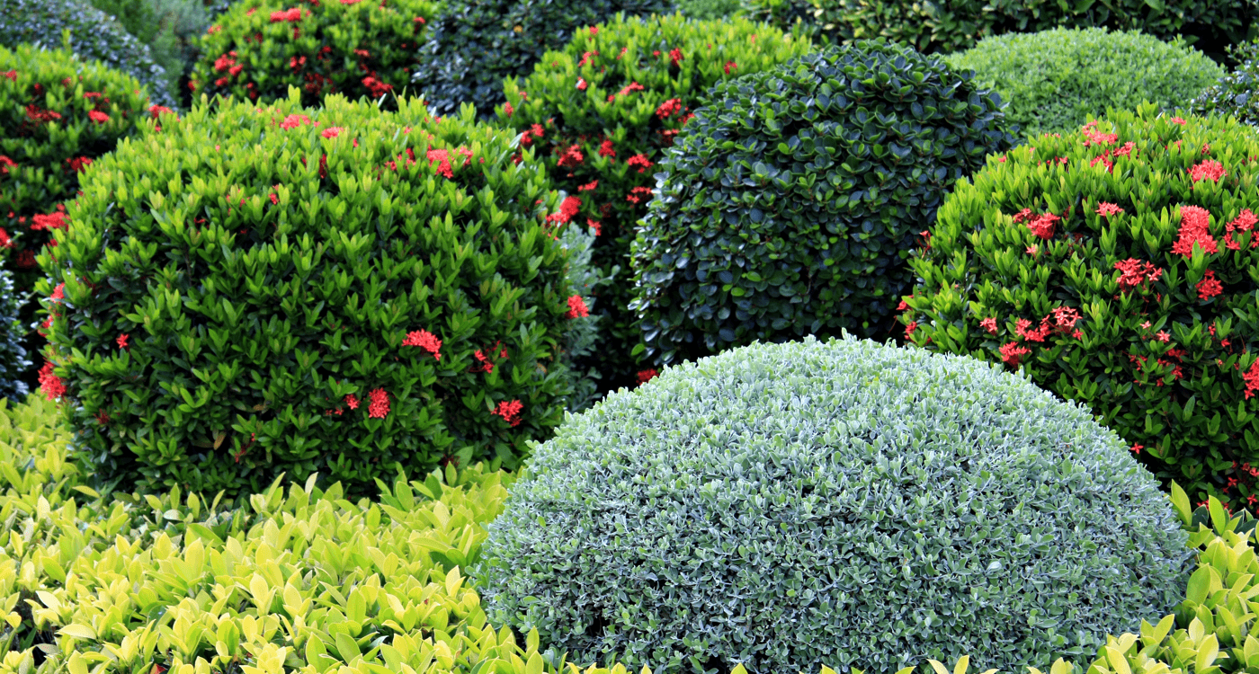 6 Ways to Spruce Up the Yard Beside Your Home Shrubs Image